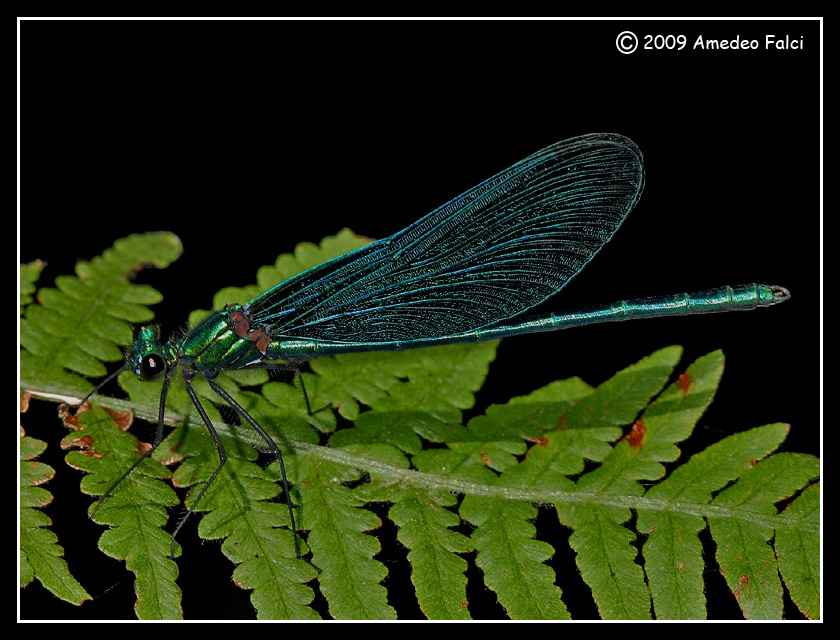 Calopteryx virgo da confermare